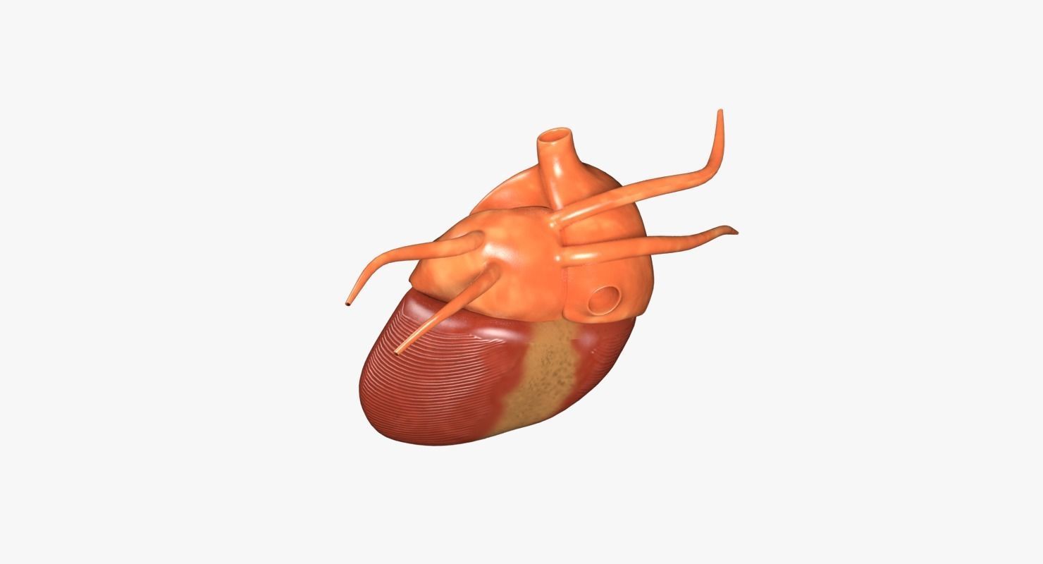 Human Heart Low-poly 3D model_9