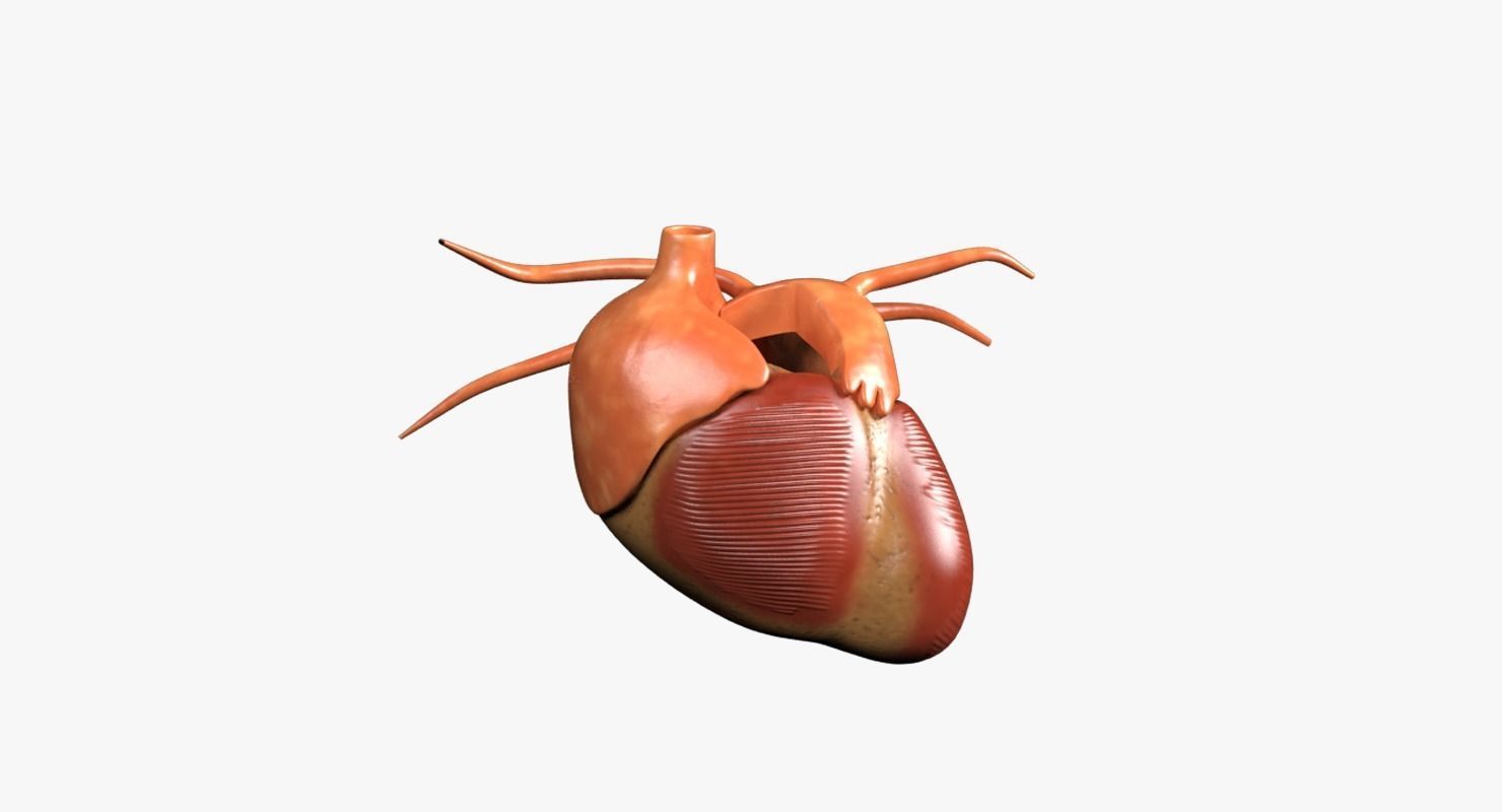 Human Heart Low-poly 3D model_8