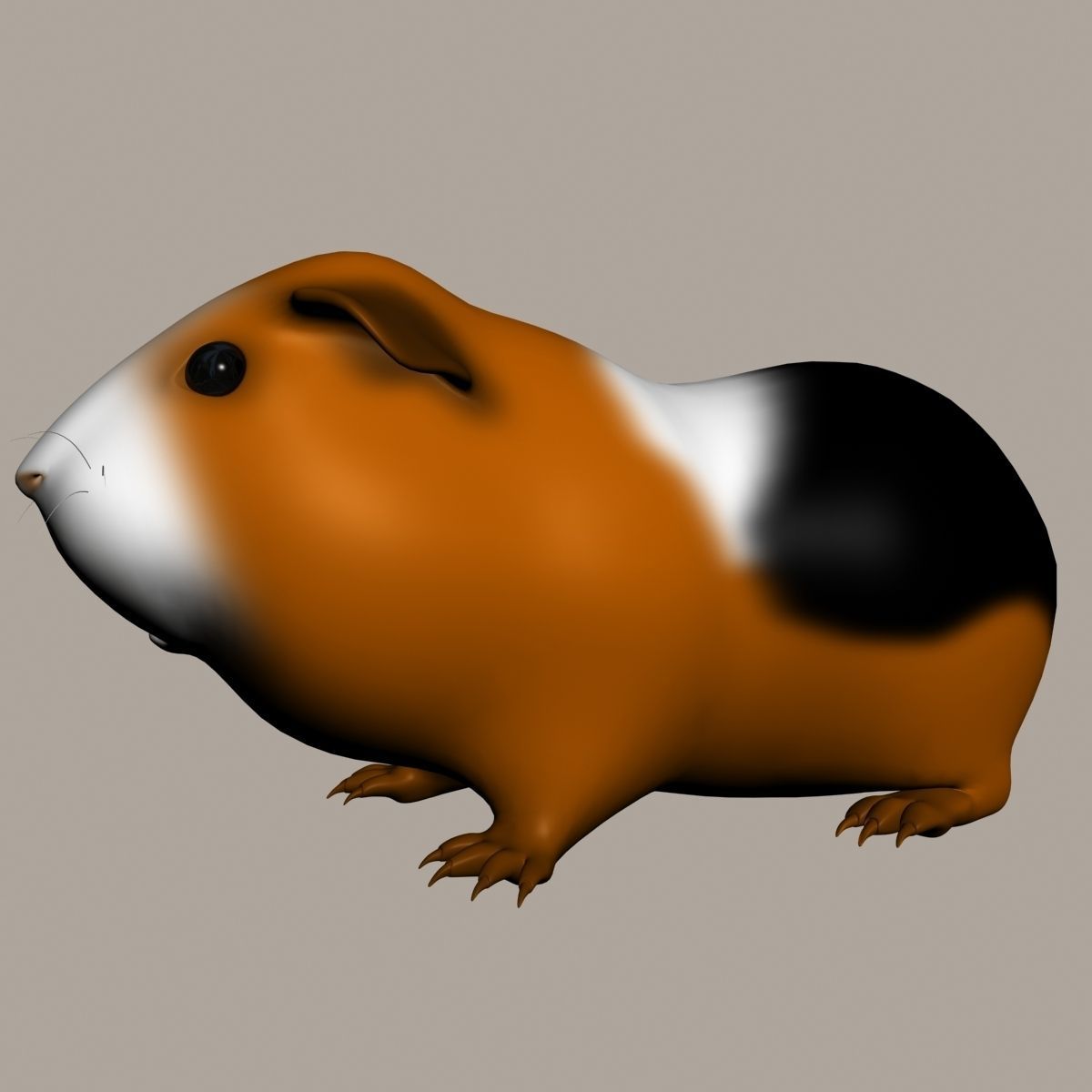 Guinea pig  Cavia porcellus Rigged Low-poly 3D model_9
