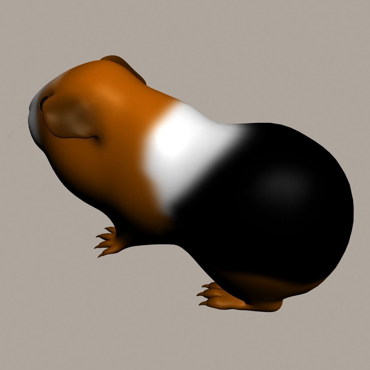 Guinea pig  Cavia porcellus Rigged Low-poly 3D model_11
