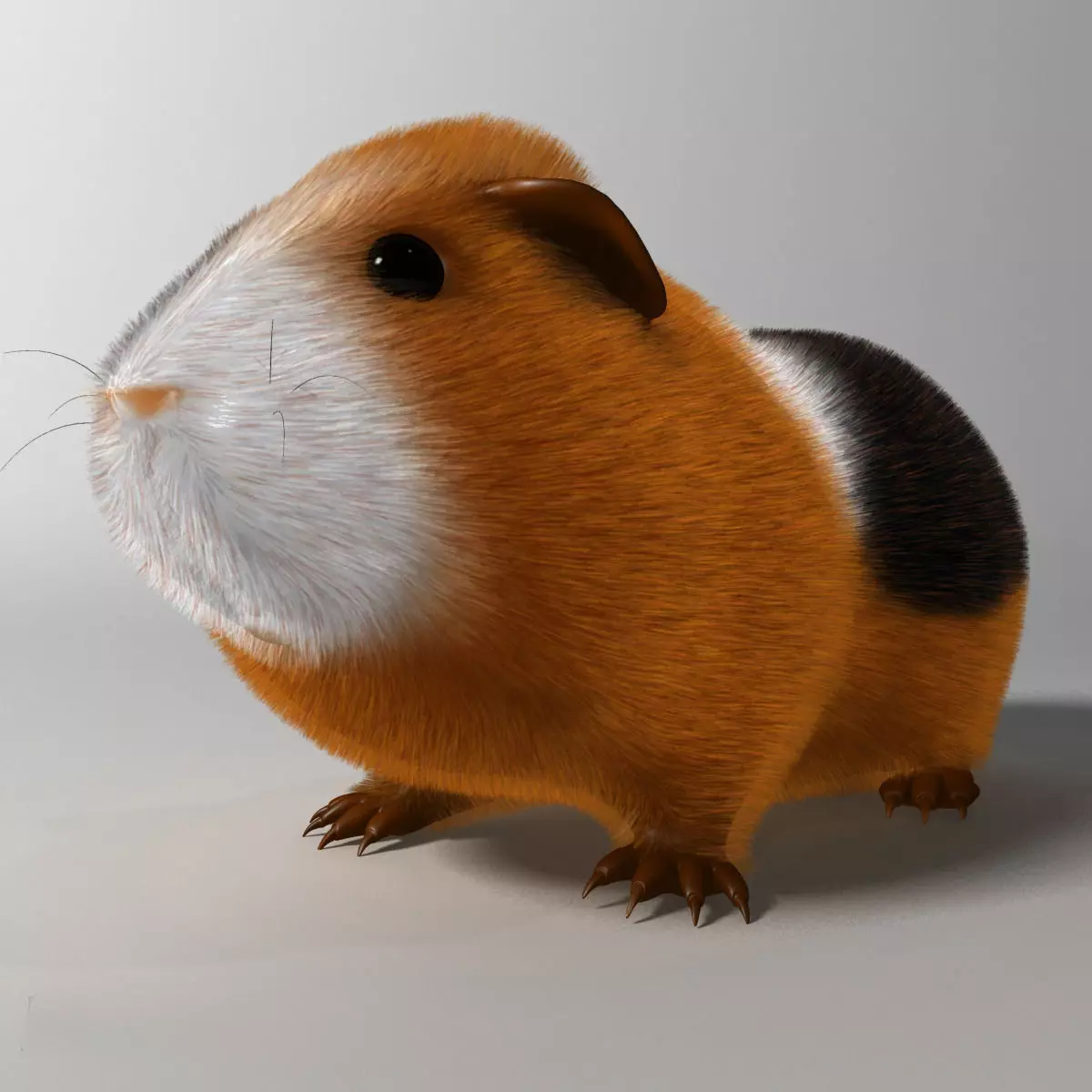 Guinea pig  Cavia porcellus Rigged Low-poly 3D model_0