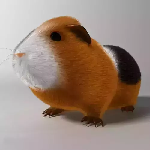 Guinea pig  Cavia porcellus Rigged Low-poly 3D model