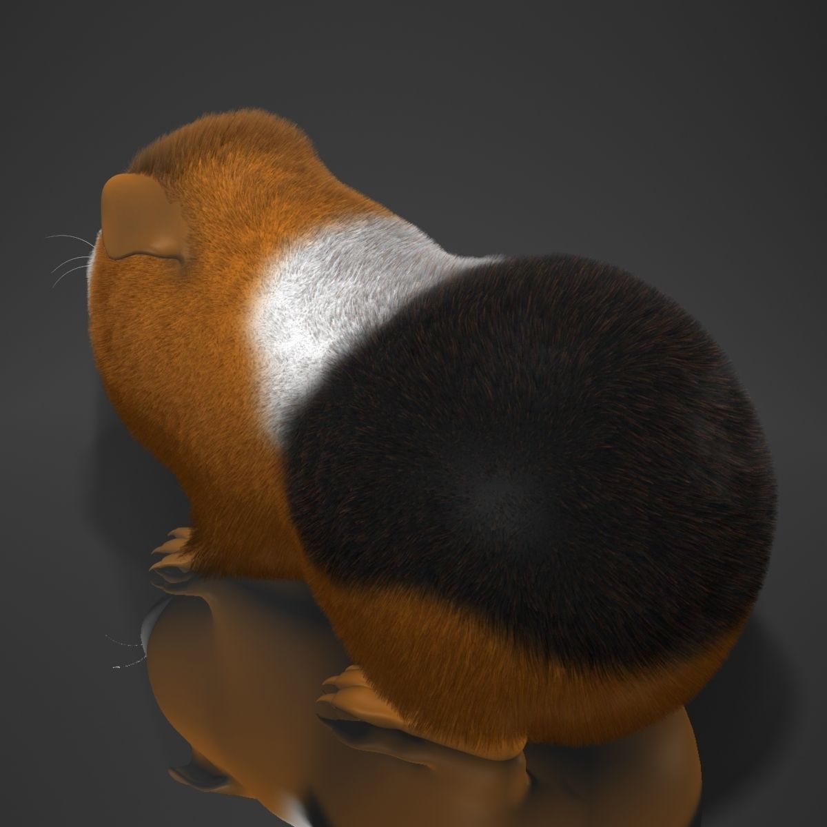 Guinea pig  Cavia porcellus Rigged Low-poly 3D model_6