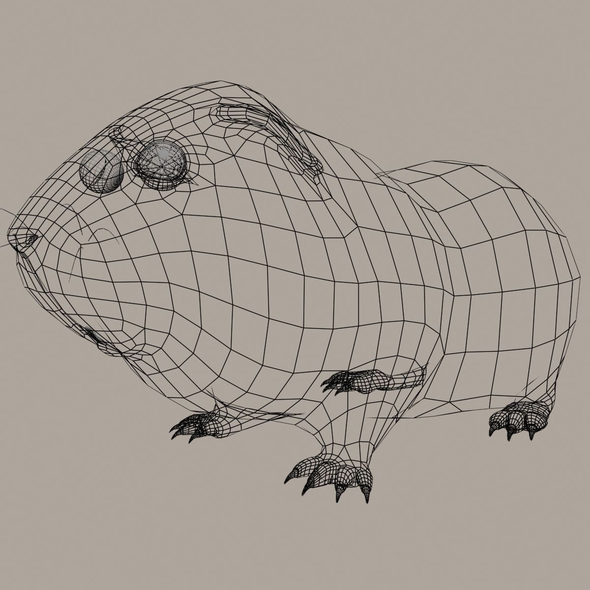 Guinea pig  Cavia porcellus Rigged Low-poly 3D model_12