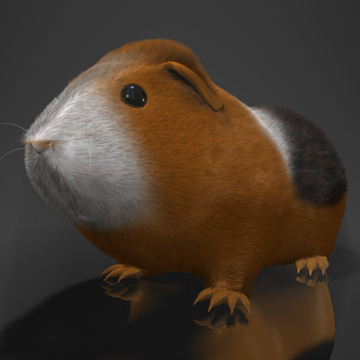 Guinea pig  Cavia porcellus Rigged Low-poly 3D model_3