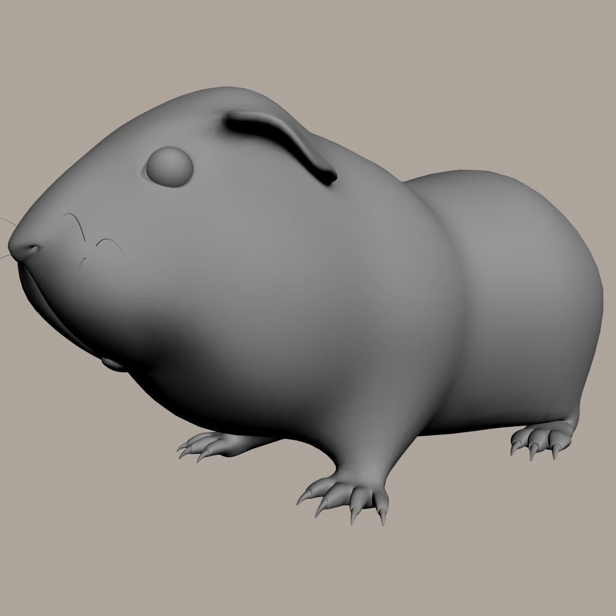 Guinea pig  Cavia porcellus Rigged Low-poly 3D model_7