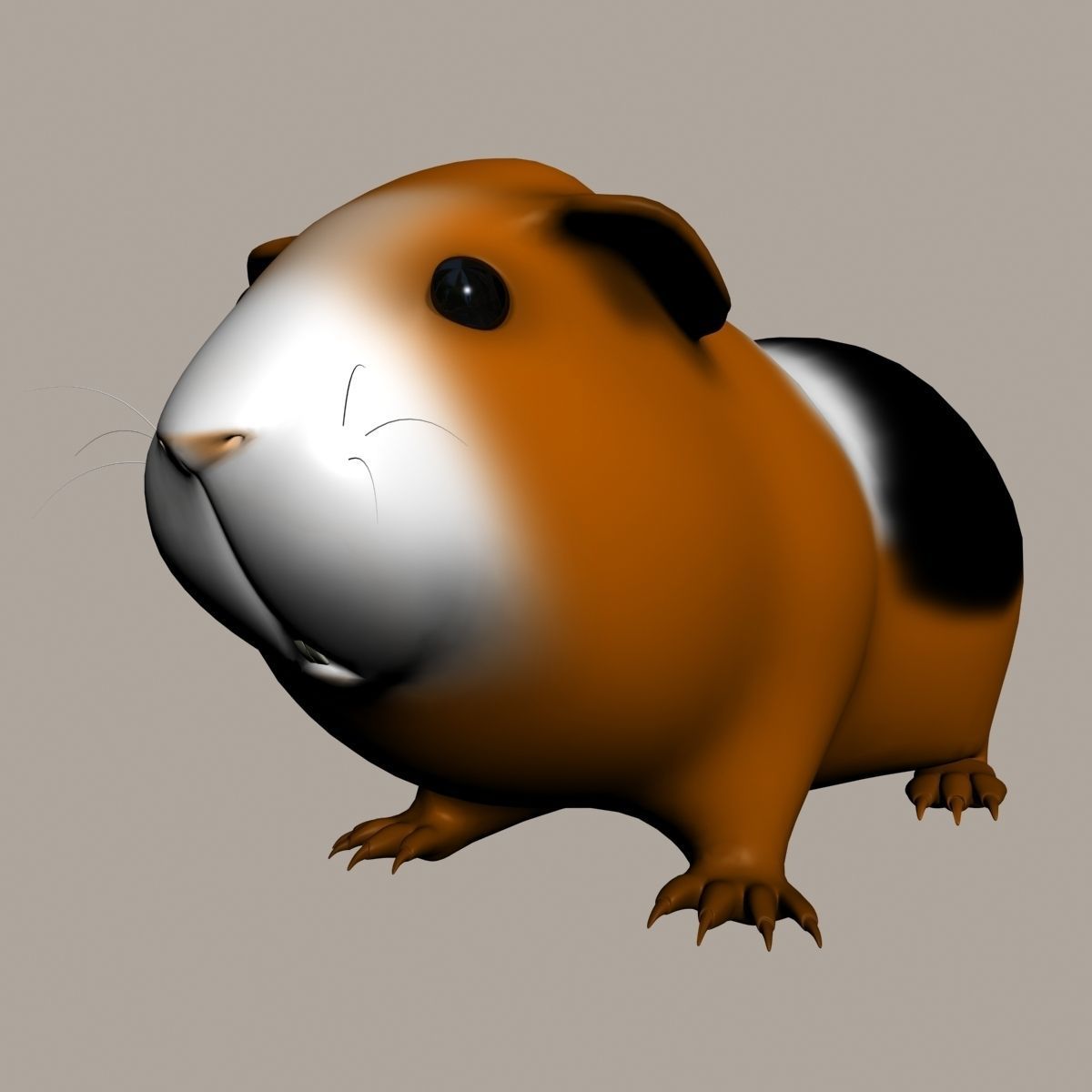 Guinea pig  Cavia porcellus Rigged Low-poly 3D model_10
