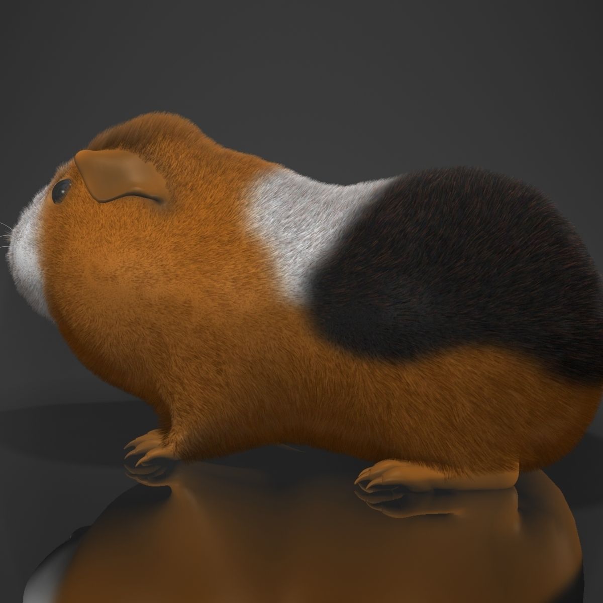 Guinea pig  Cavia porcellus Rigged Low-poly 3D model_5