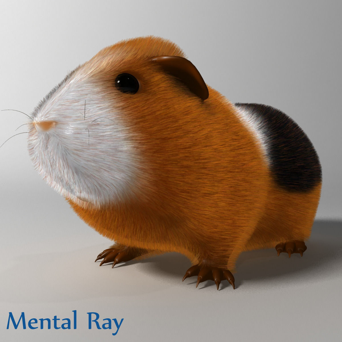 Guinea pig  Cavia porcellus Rigged Low-poly 3D model_1