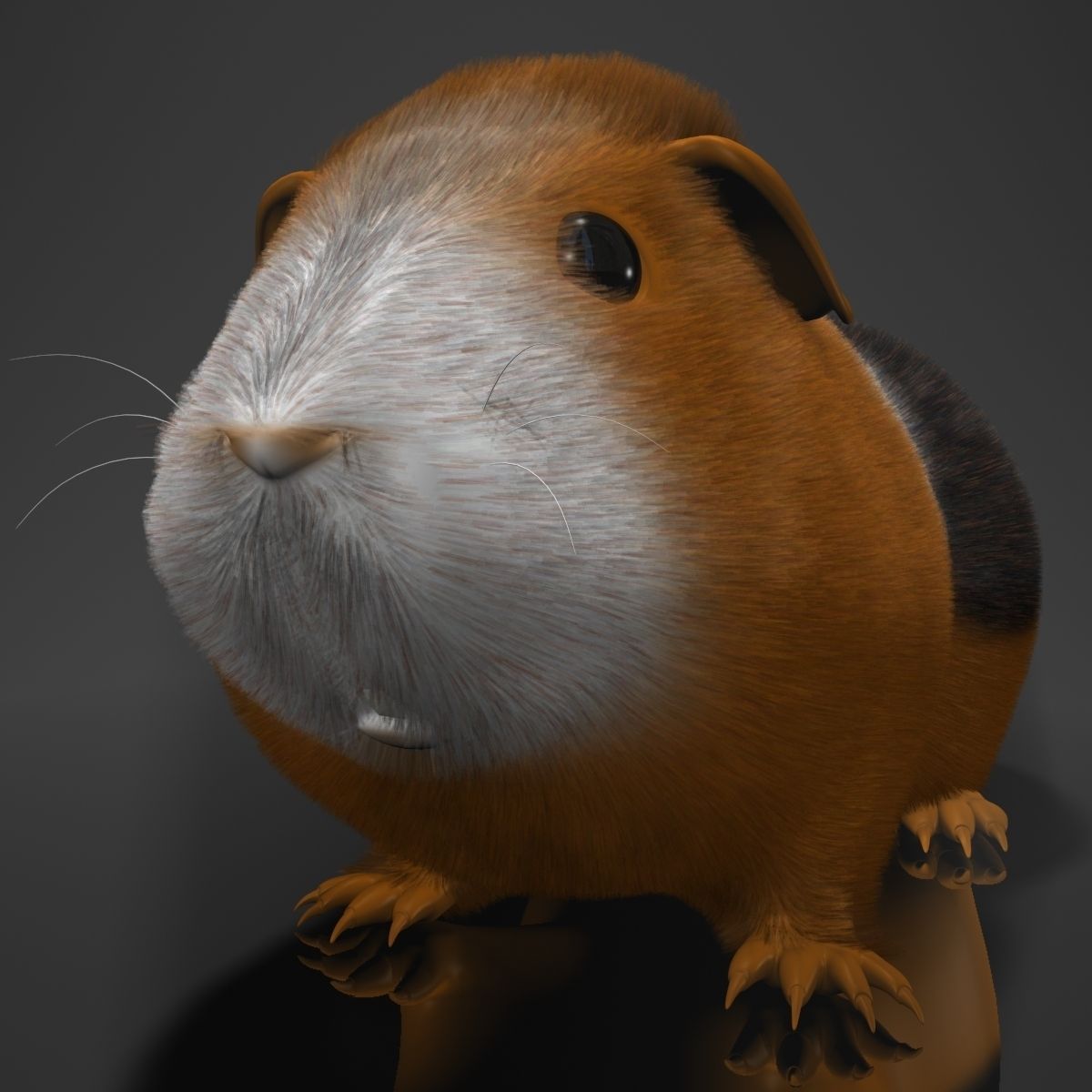 Guinea pig  Cavia porcellus Rigged Low-poly 3D model_4