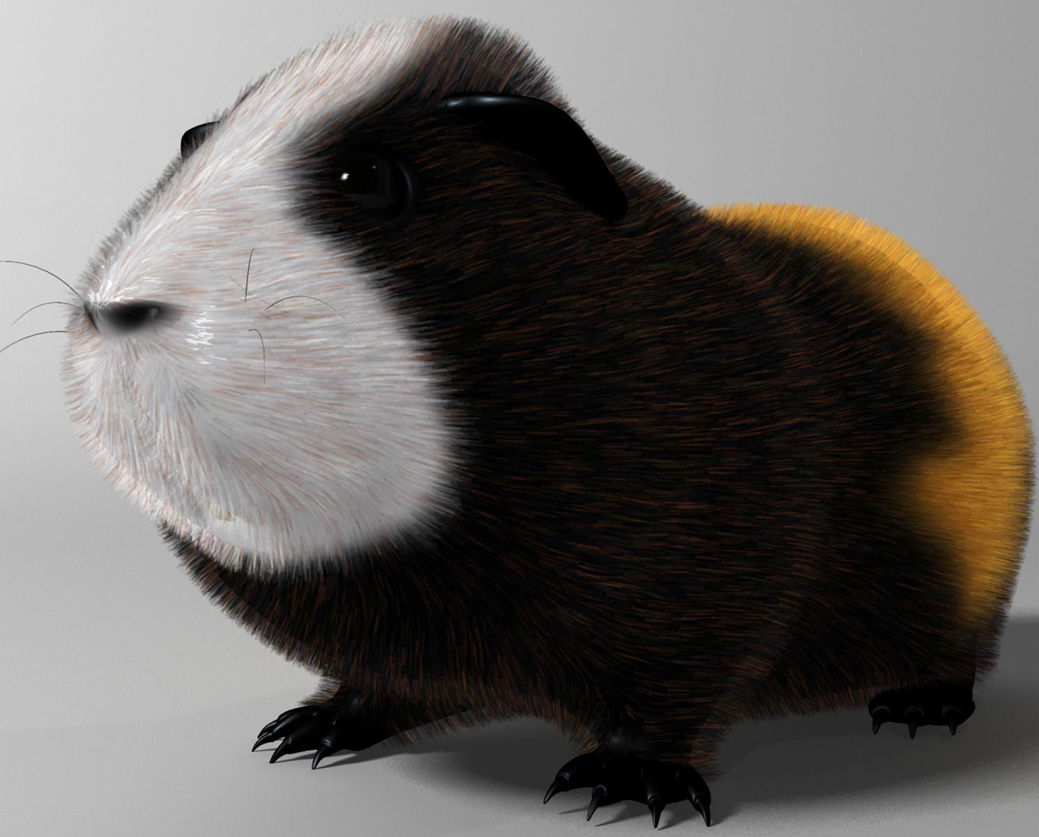 Guinea pig  Cavia porcellus Rigged Low-poly 3D model_2