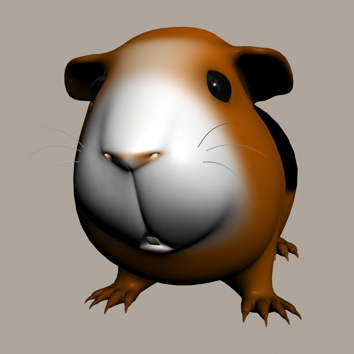 Guinea pig  Cavia porcellus Rigged Low-poly 3D model_8