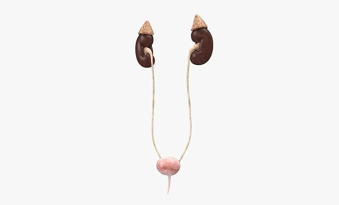 Female Urinary System Low-poly 3D model