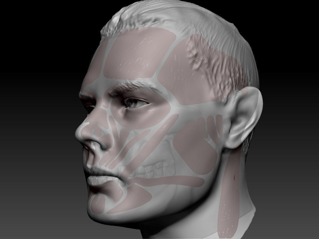 male head anatomy free 3D model CGTrader