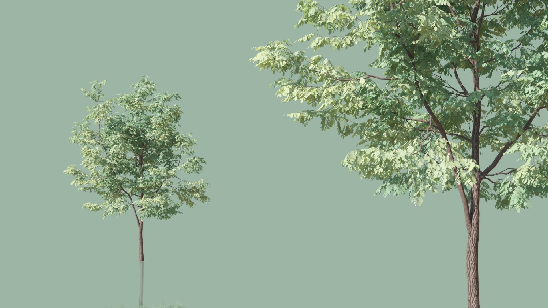 Black Locust Trees Free 3D model_3