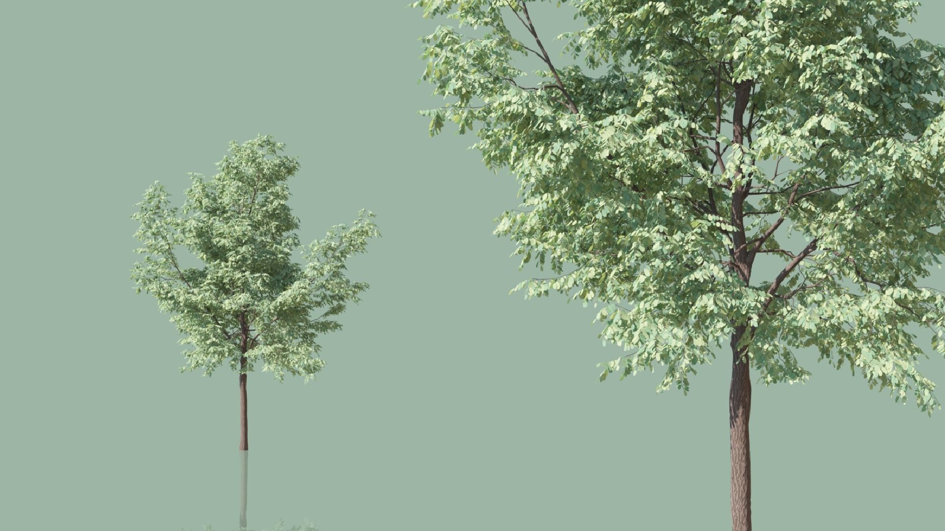 Black Locust Trees Free 3D model_1