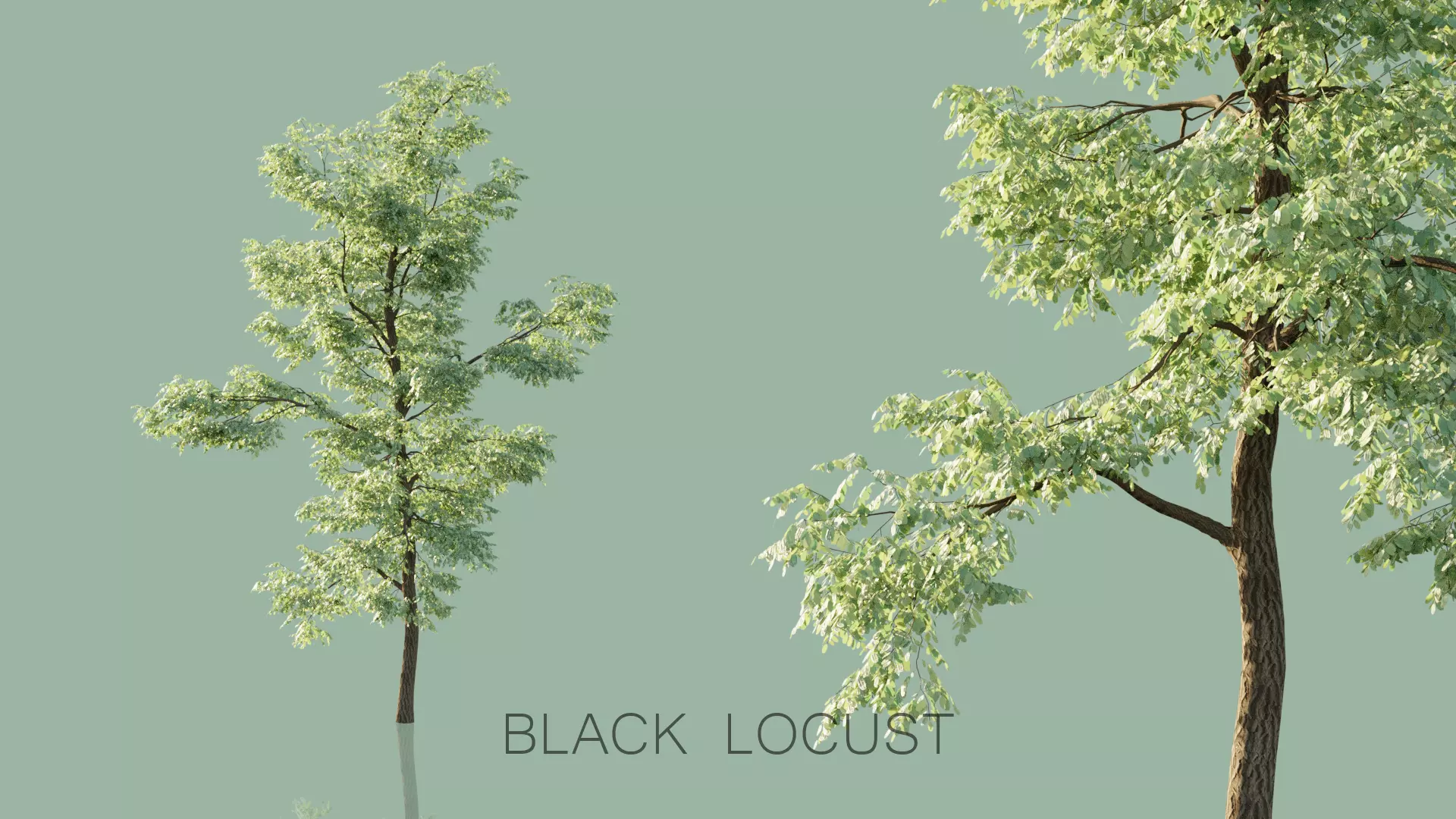 Black Locust Trees Free 3D model_0
