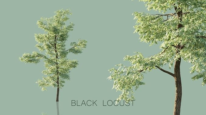Black Locust Trees 3D model