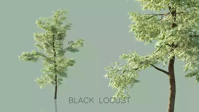 Black Locust Trees 3D model