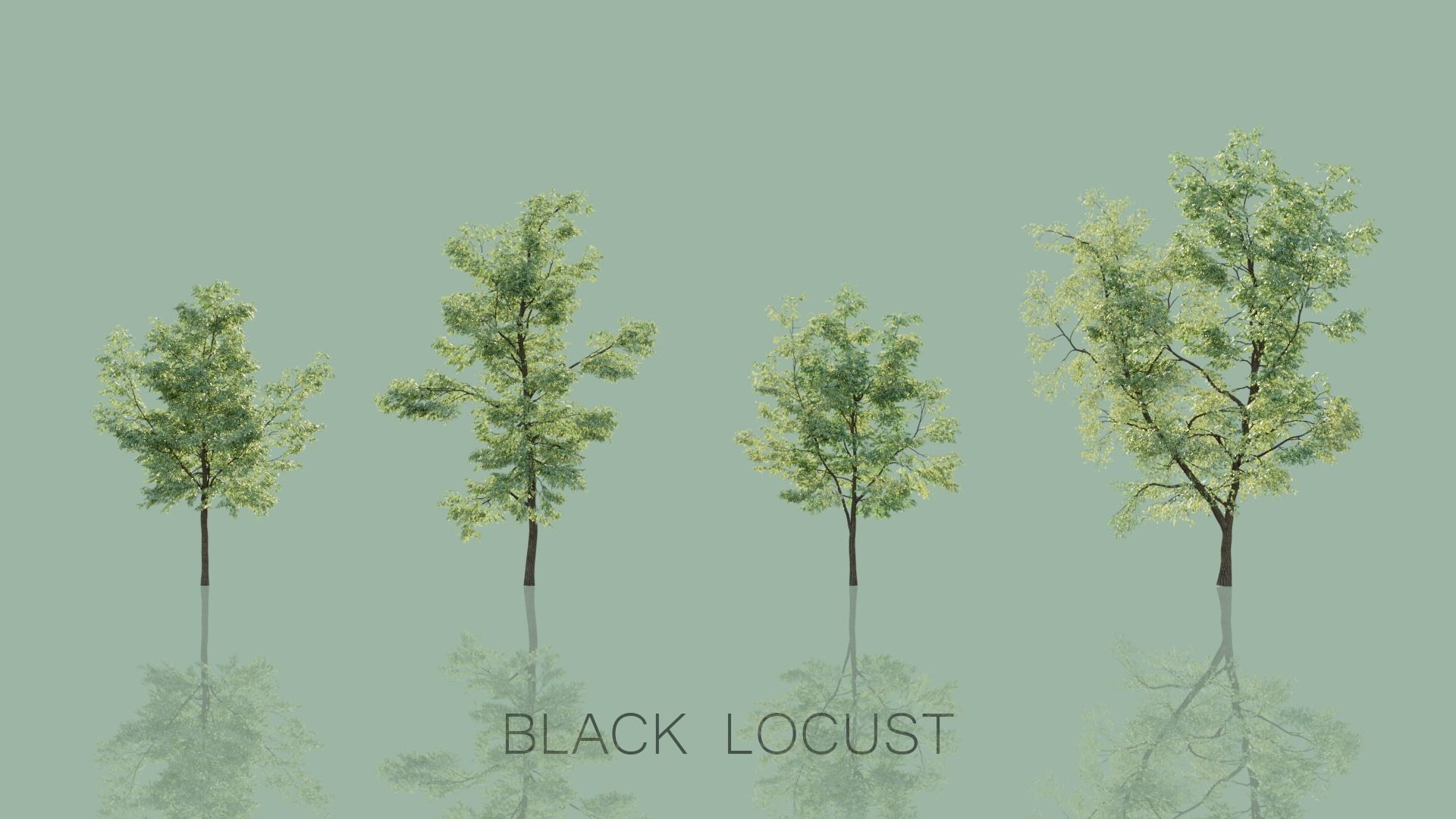Black Locust Trees Free 3D model_4