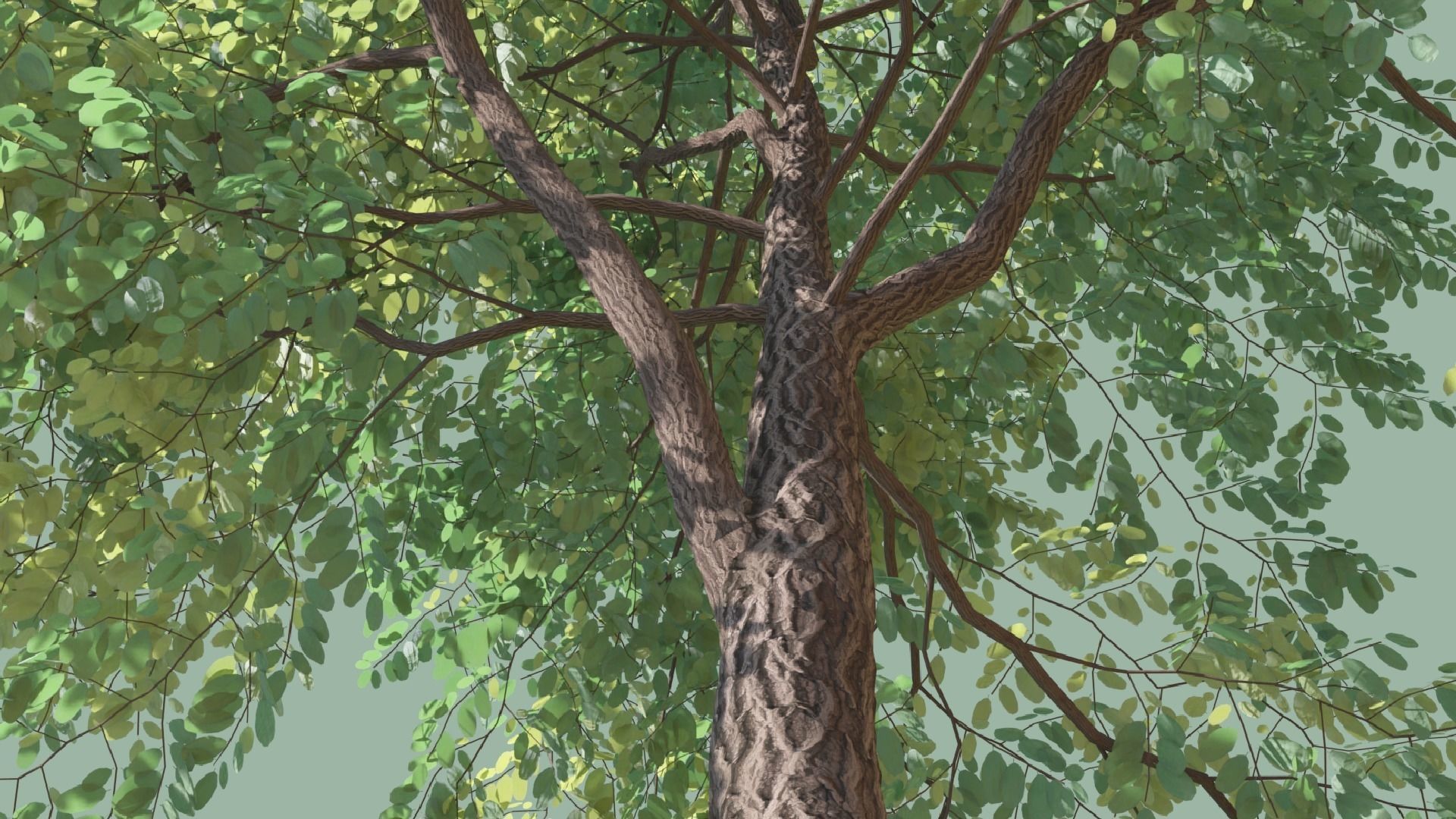 Black Locust Trees Free 3D model_7