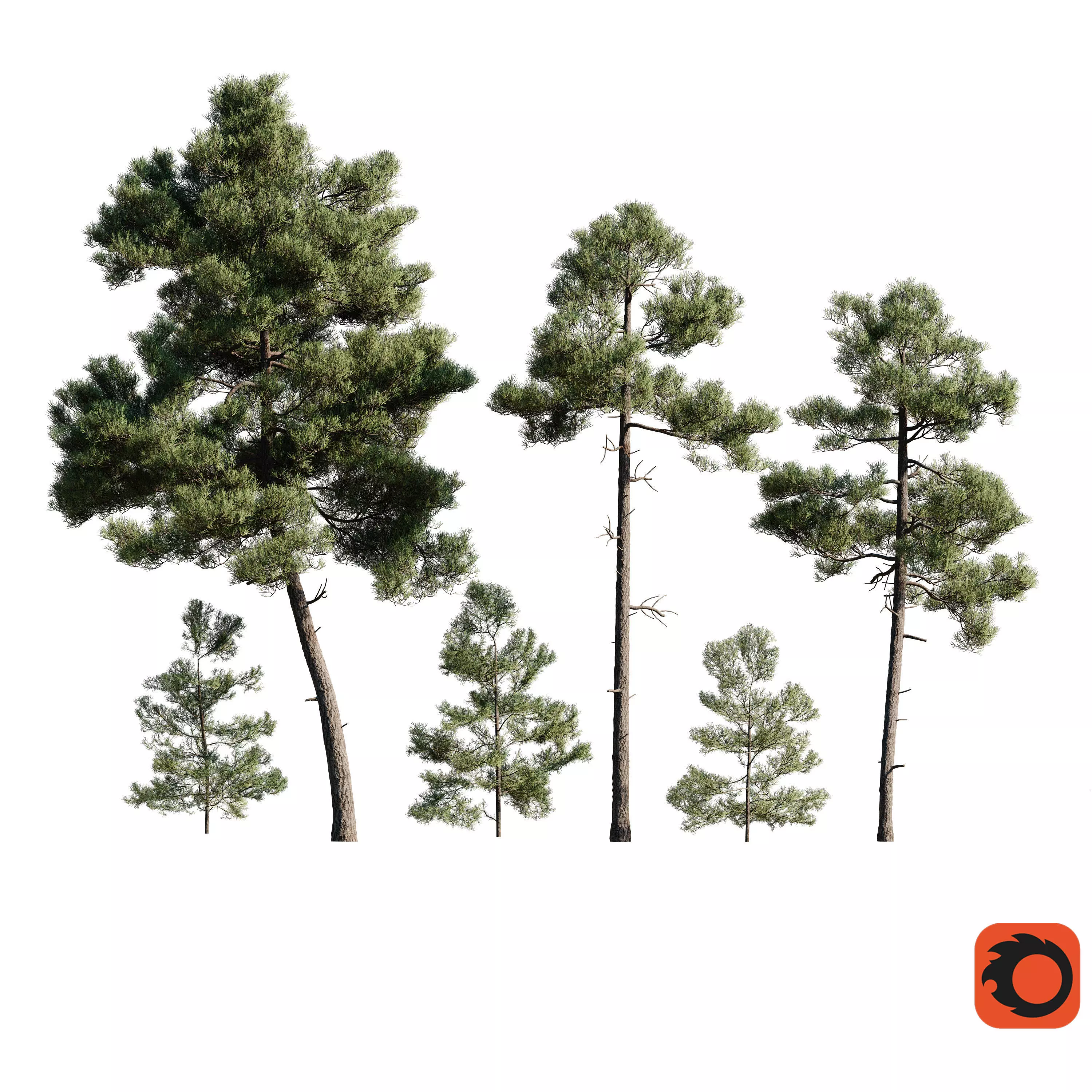 Pinus Brutia -Turkish Pines bundle - Corona 3D model