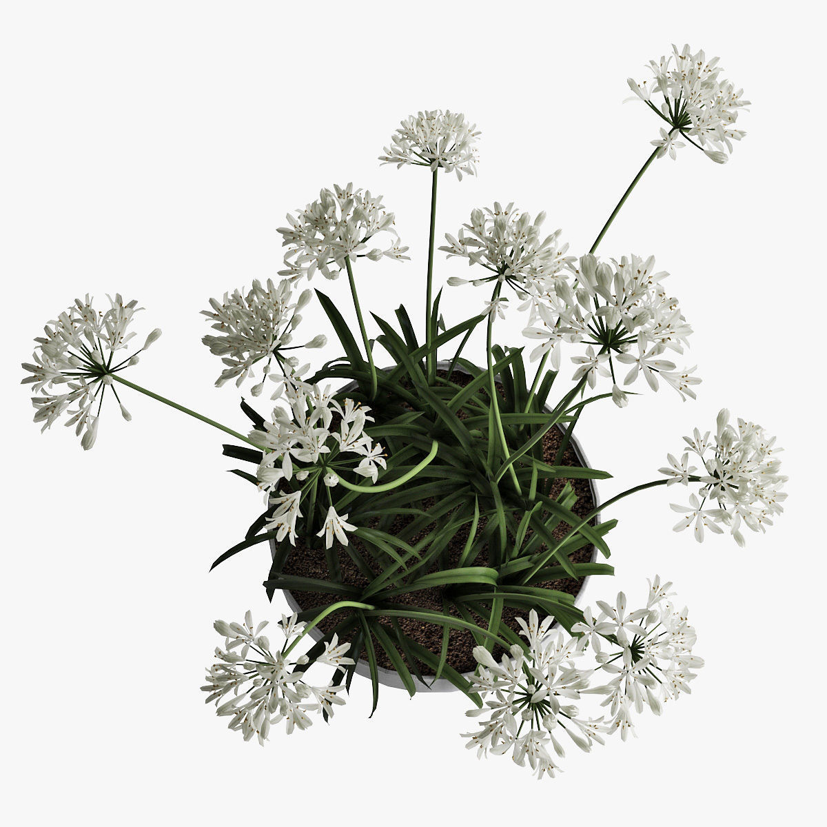 Agapanthus 02 3D model_8