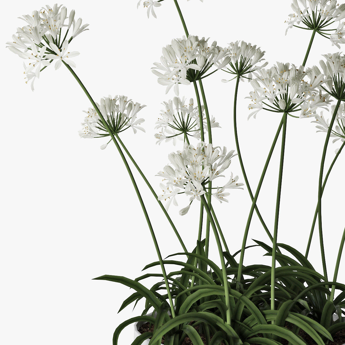 Agapanthus 02 3D model_10