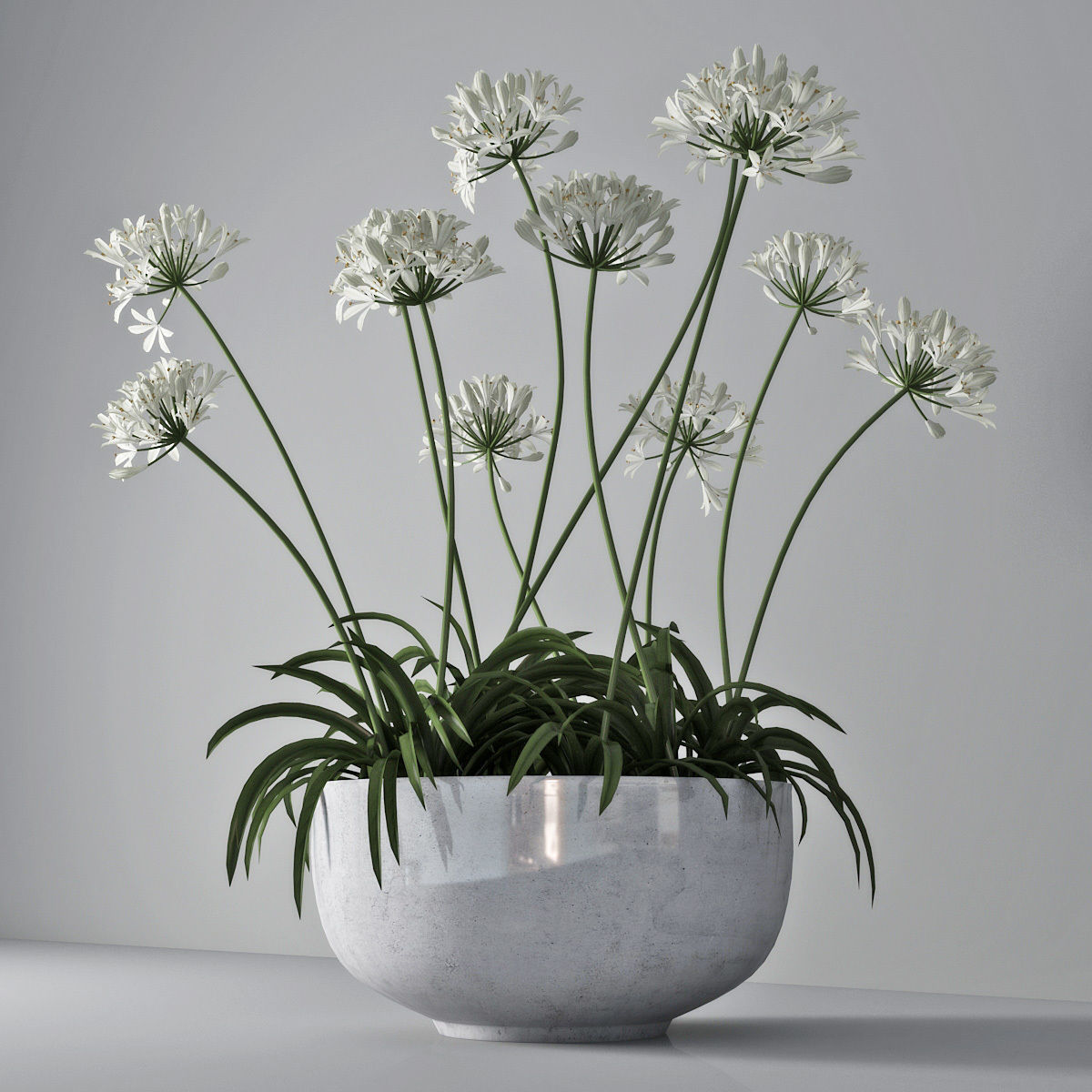 Agapanthus 02 3D model_1