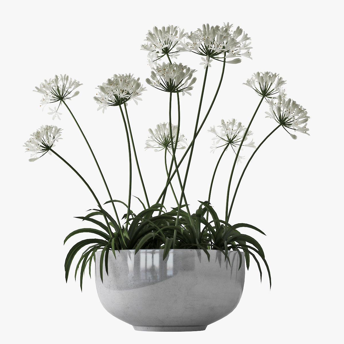 Agapanthus 02 3D model_6