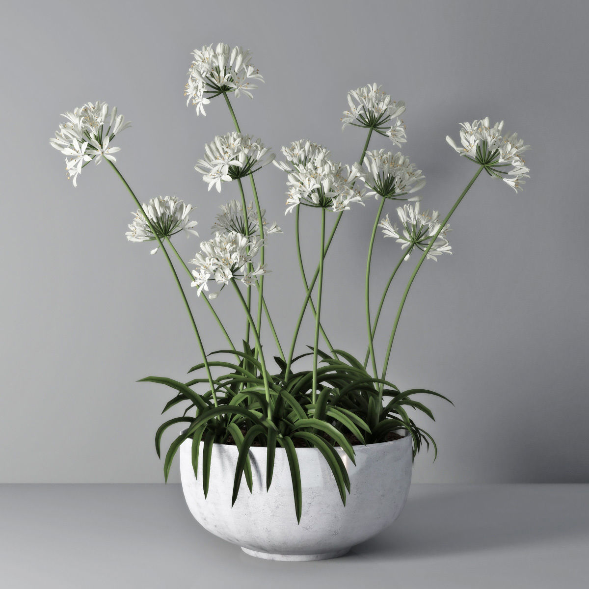 Agapanthus 02 3D model_0