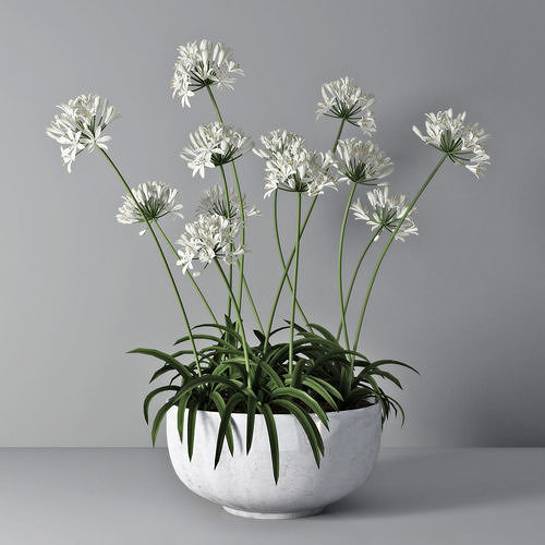 Agapanthus 02 3D model