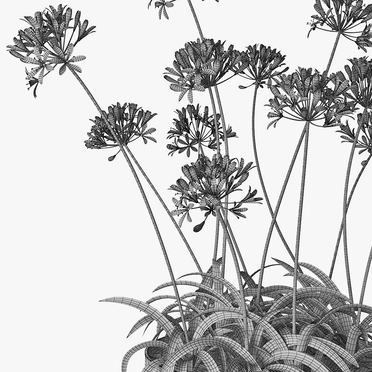 Agapanthus 02 3D model_13