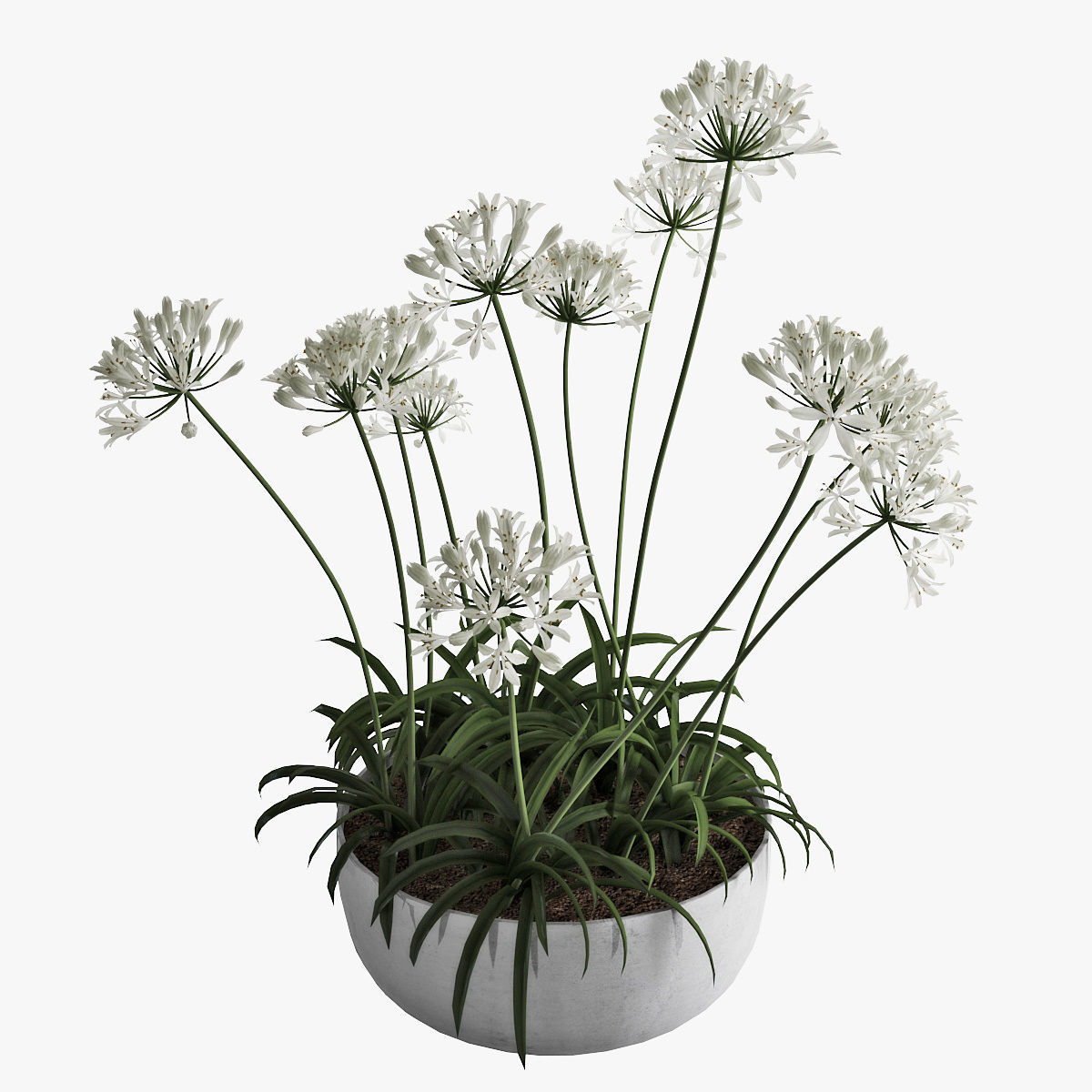 Agapanthus 02 3D model_7