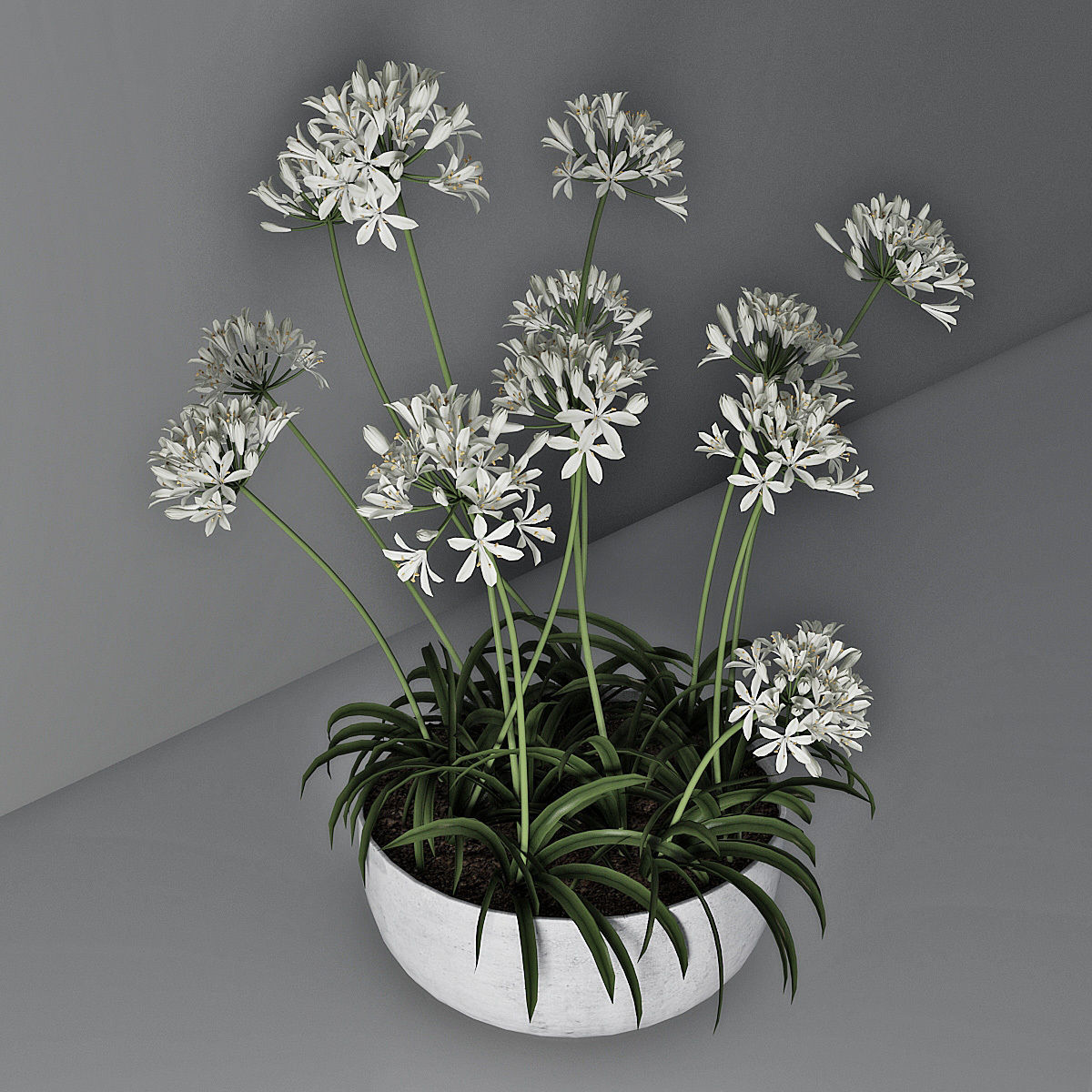 Agapanthus 02 3D model_3