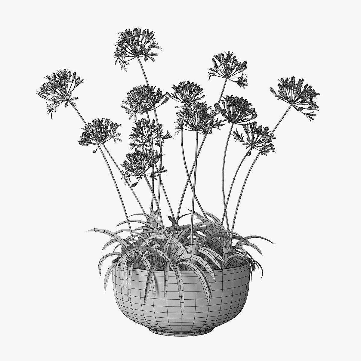 Agapanthus 02 3D model_5