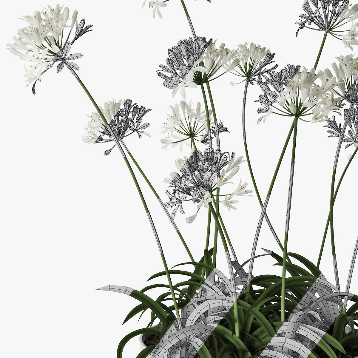 Agapanthus 02 3D model_14