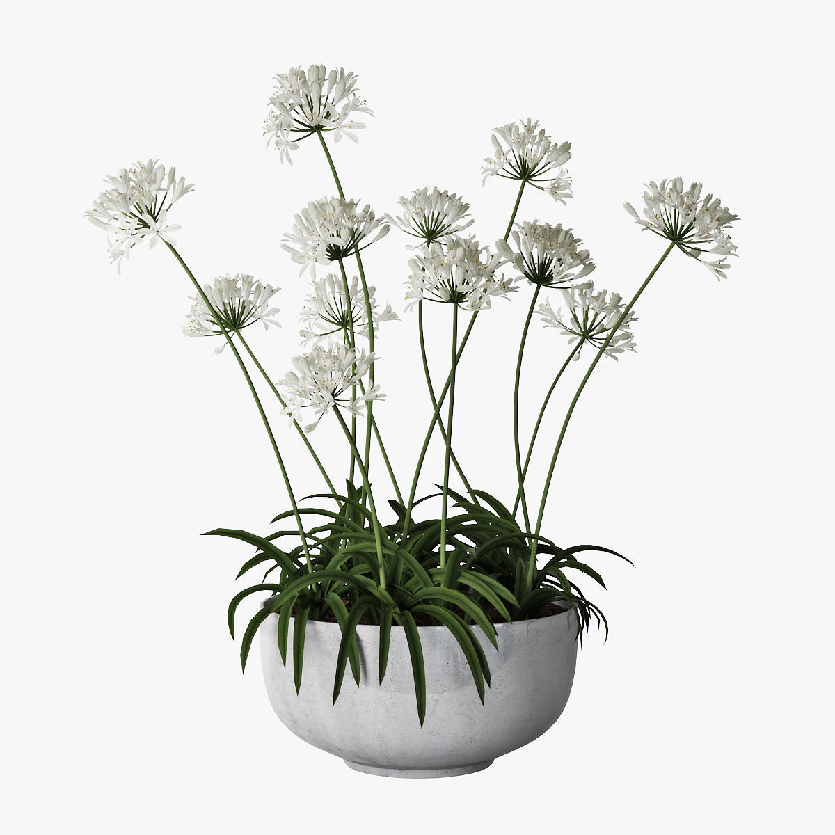 Agapanthus 02 3D model_4