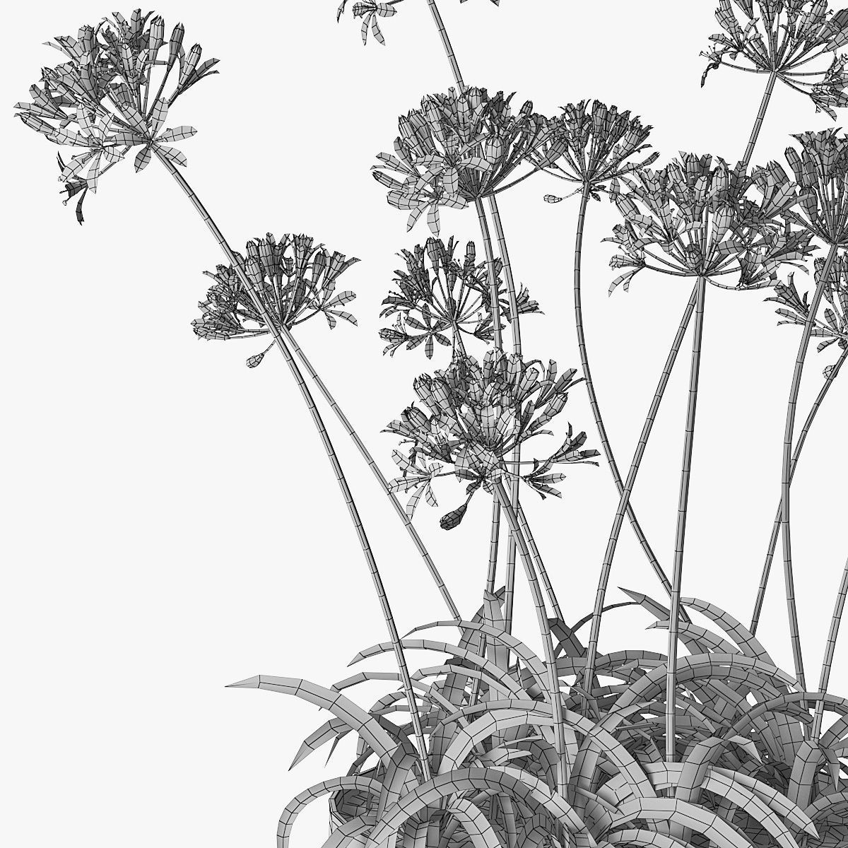 Agapanthus 02 3D model_11