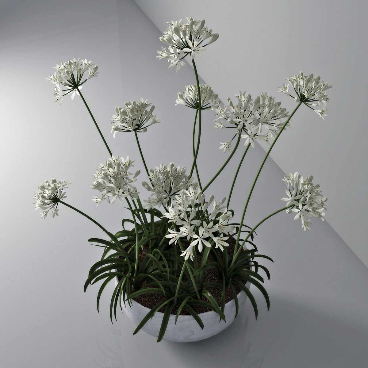 Agapanthus 02 3D model_2