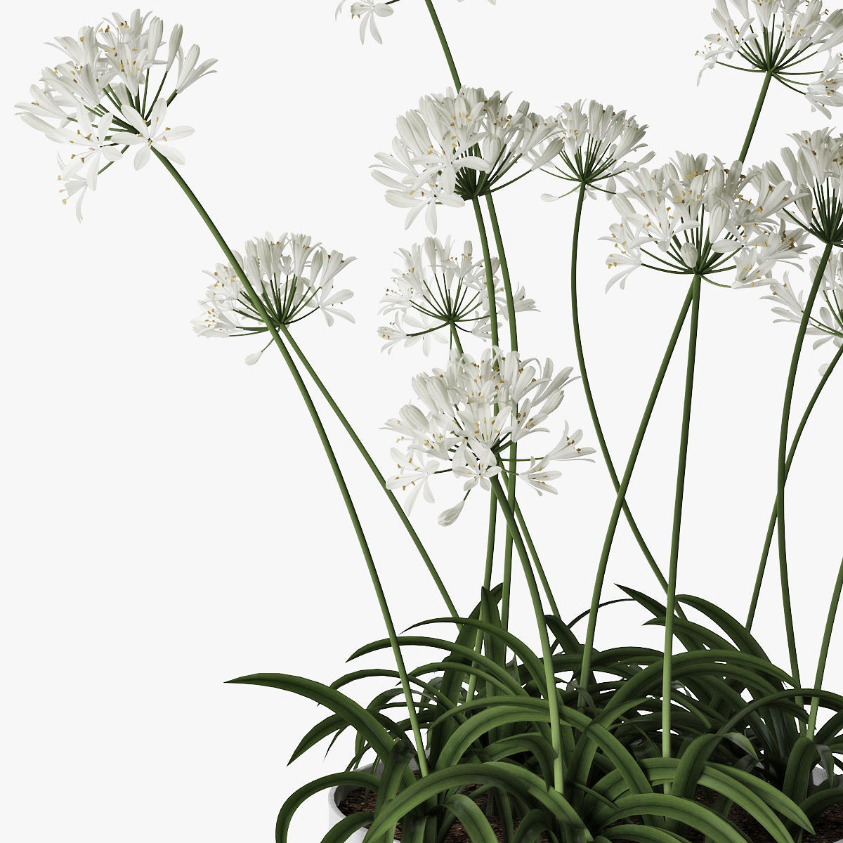 Agapanthus 02 3D model_12