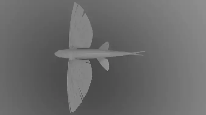 Exocoetidae flying fish