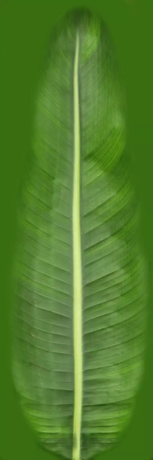 Plants Free 3D model