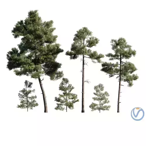 Pinus Brutia -Turkish Pines bundle - V-RAY