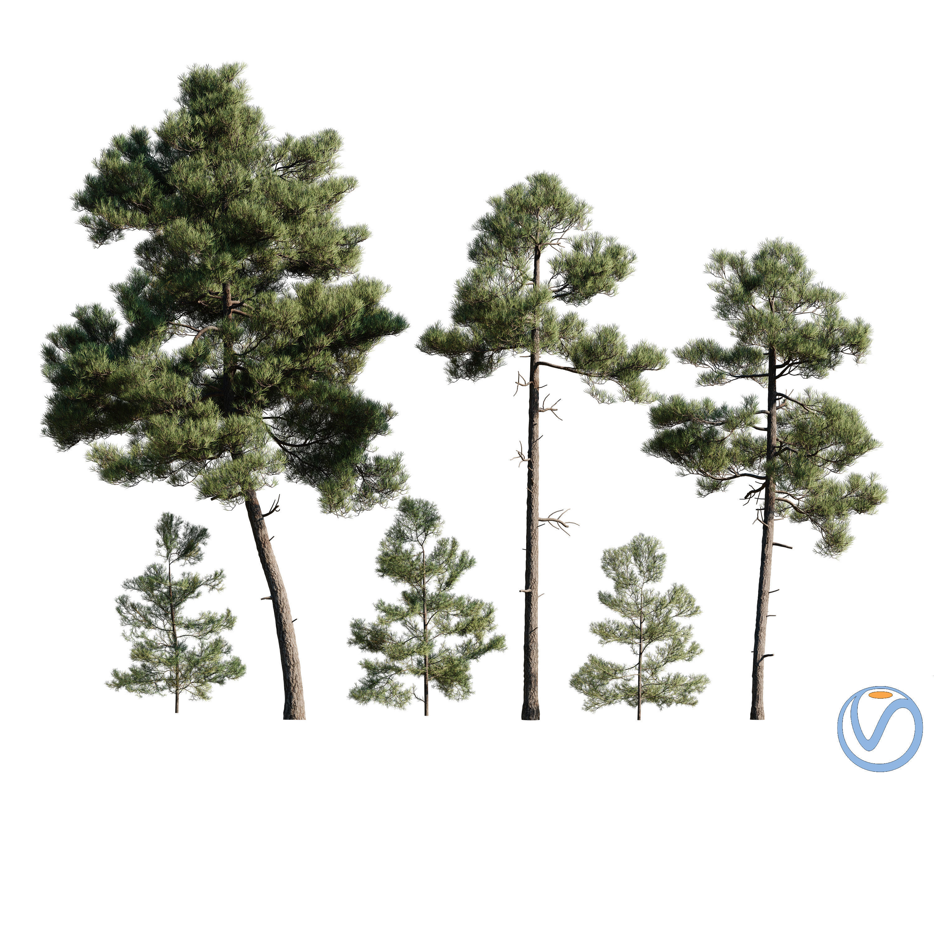 Pinus Brutia -Turkish Pines bundle - V-RAY 3D model_0