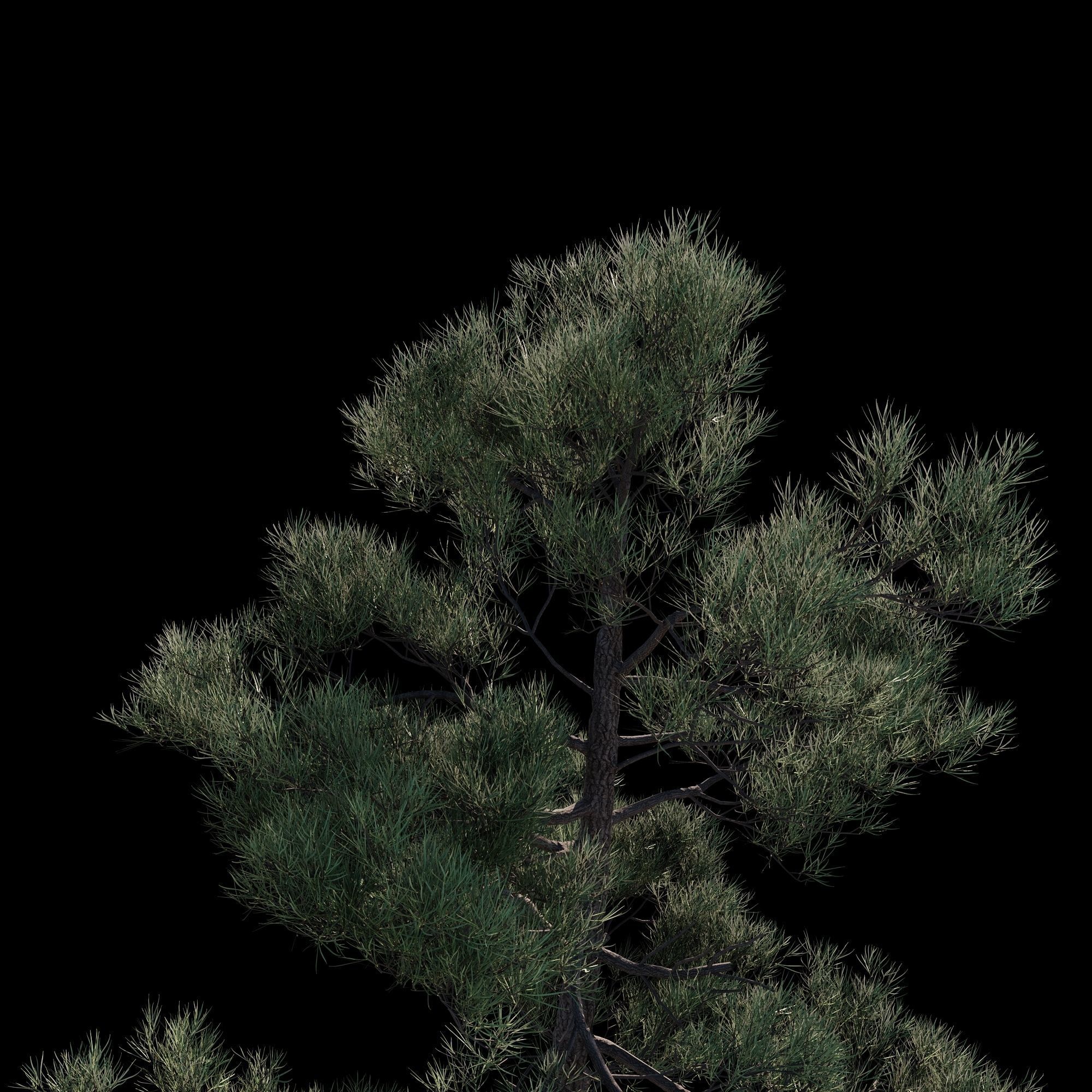 Pinus Brutia -Turkish Pines bundle - V-RAY 3D model_12