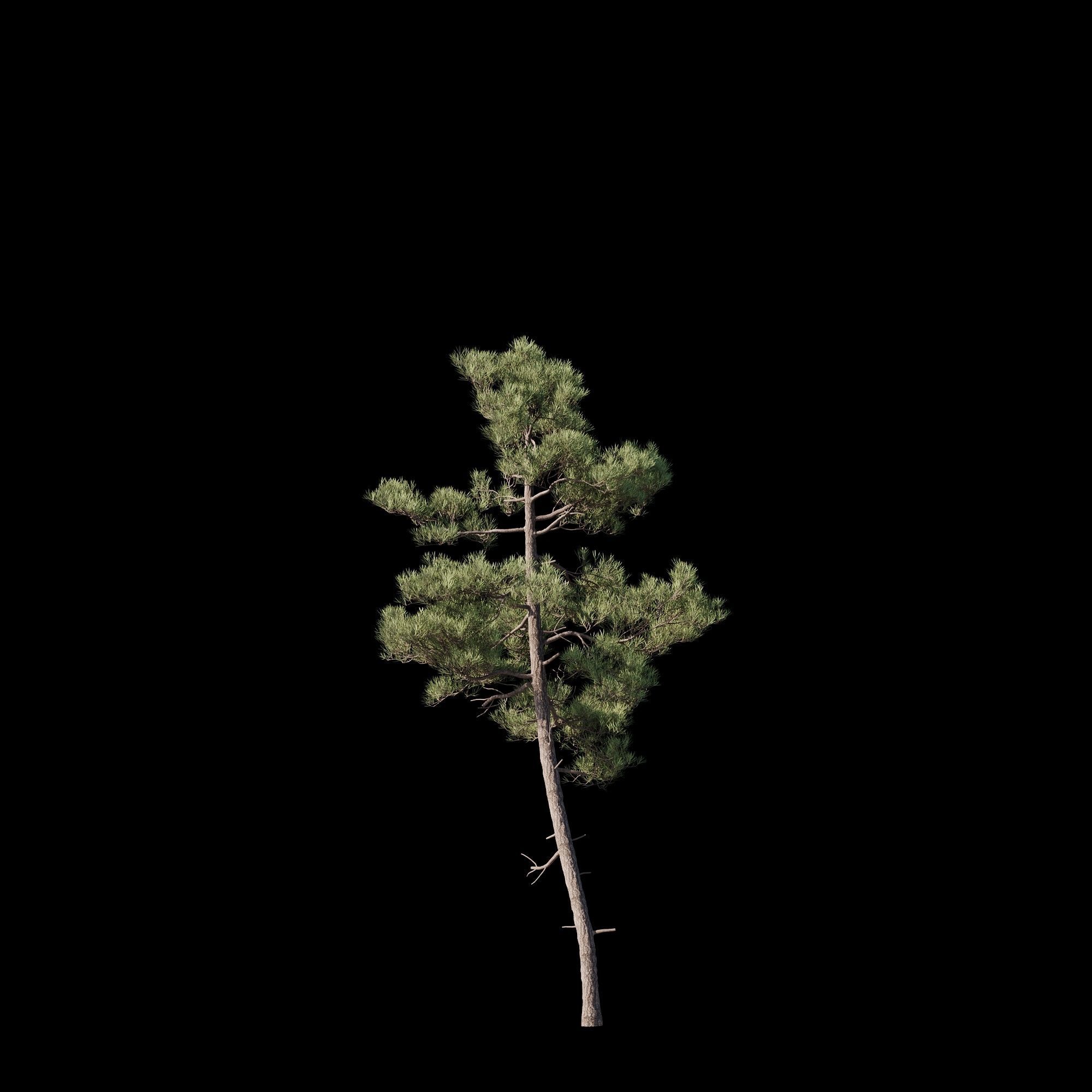 Pinus Brutia -Turkish Pines bundle - V-RAY 3D model_11