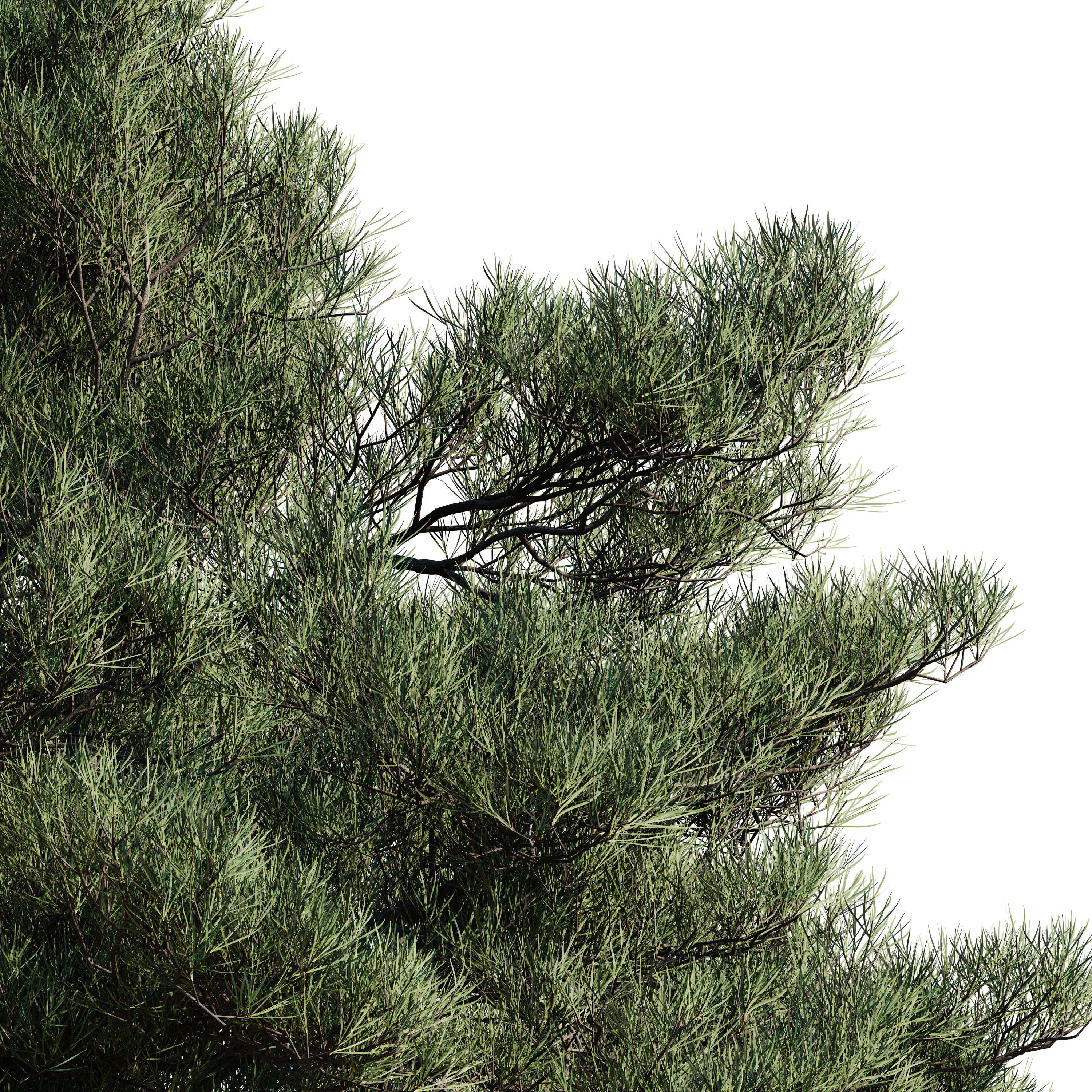 Pinus Brutia -Turkish Pines bundle - V-RAY 3D model_18