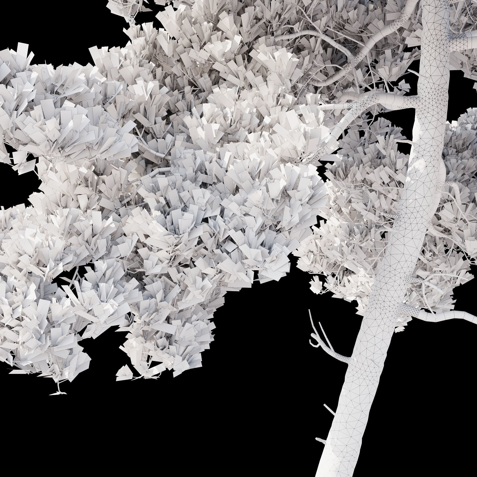 Pinus Brutia -Turkish Pines bundle - V-RAY 3D model_7