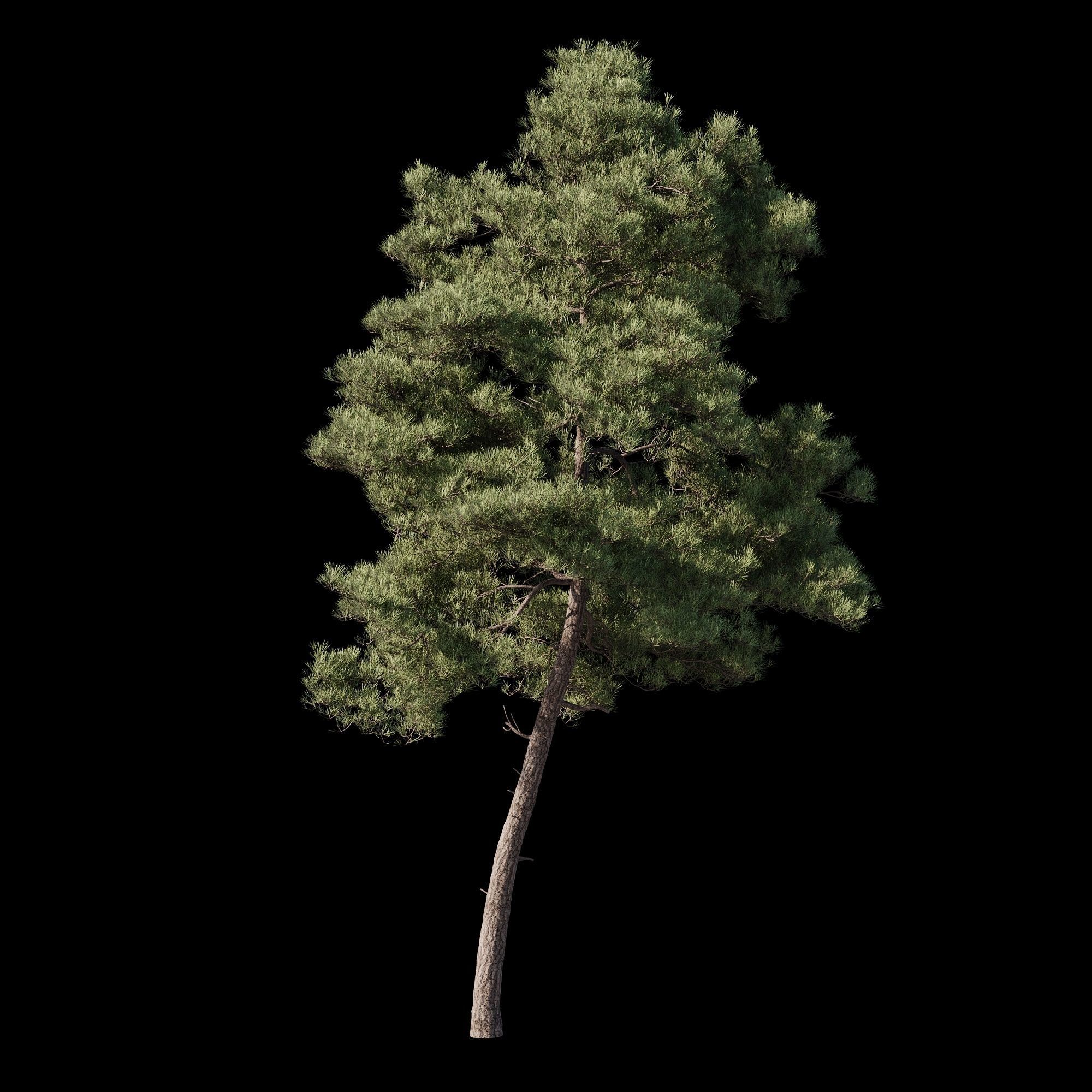 Pinus Brutia -Turkish Pines bundle - V-RAY 3D model_2